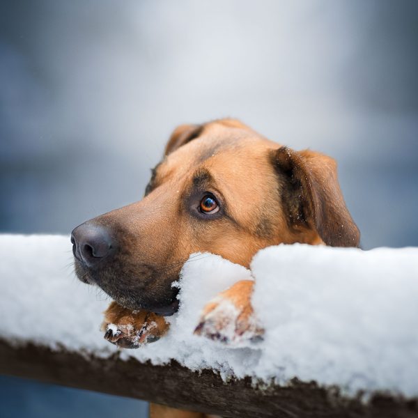 Henry_im_Winterwonderland_Februar 2017